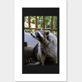 Raccoon Portrait Posters and Art